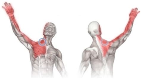 Shoulder pain can make a simple act — brushing and drying your hair, reaching behind your back to fasten a bra, or grabbing something overhead — seem if you do experience shoulder pain, it's not always possible to figure out the cause. Scalene - Physiopedia