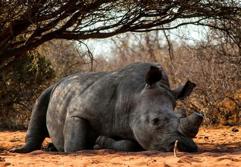 Kwazulu Natal Is South Africas Rhino Poaching Haven