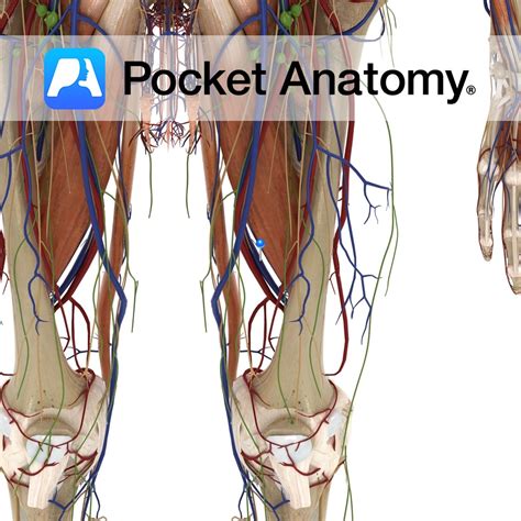 Femoral Vein Pocket Anatomy