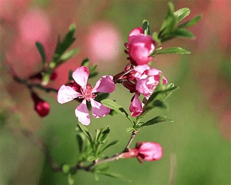 Animated gif about gif in flowers by adri. Flowers Animated GIF