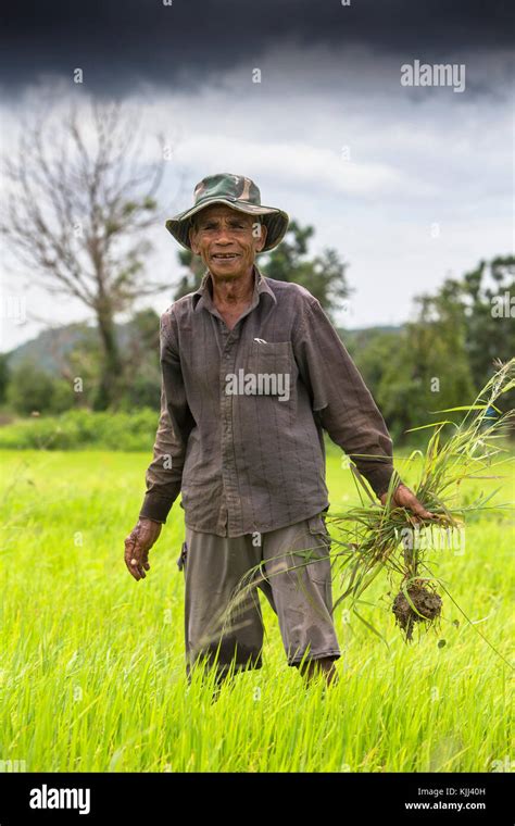 Khmer Farmer Working In A Rice Field Cambodia Stock Photo Alamy