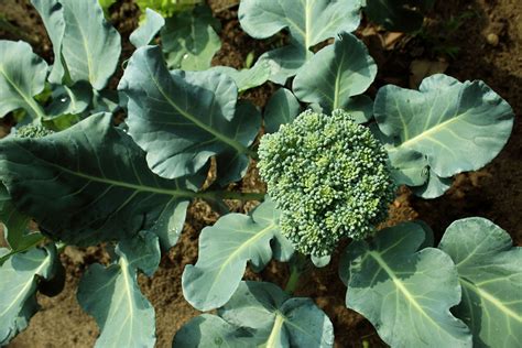How To Grow Broccoli Growing Broccoli In Your Garden