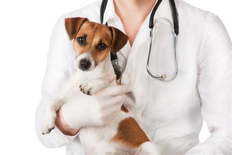 Our doctors have years of experience treating serious conditions and offering routine pet wellness care. Affordable Animal Vet Near Me - ANILAMZ