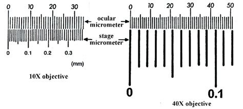 1 Ocular Micrometer Calibrated With A Stage Micrometer With The 10x