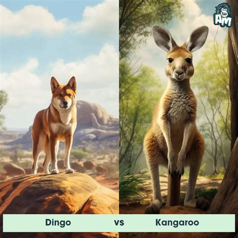 Dingo Vs Kangaroo See Who Wins Animal Matchup