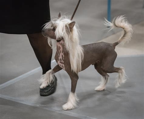 Akc Great Falls June 2017 Chinese Crested Sheltieboy Flickr