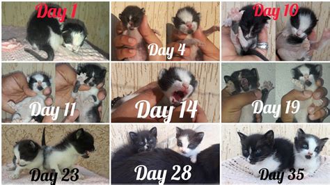 The Growth Stages Of Two Cats From Day One To Day 40 Youtube