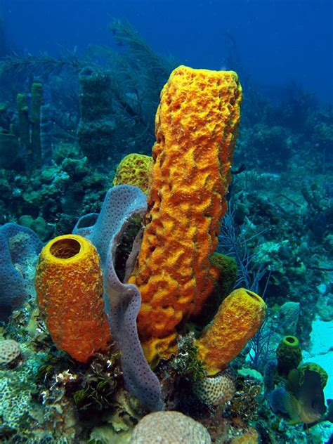 36 Best Porifera Sponges Images On Pinterest Marine
