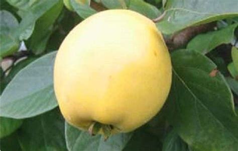 Check spelling or type a new query. Unusual fruit trees you can grow in the UK - Direct Plants