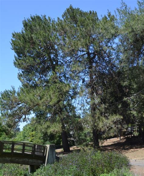 Pinus Eldarica Eldarica Pine Tree Street Trees Plants