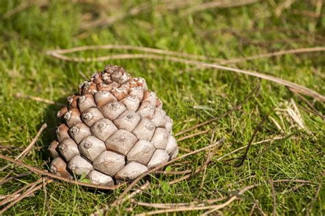 Pinecone On Grass Meadow Stock Photo Image Of Needle 46545568