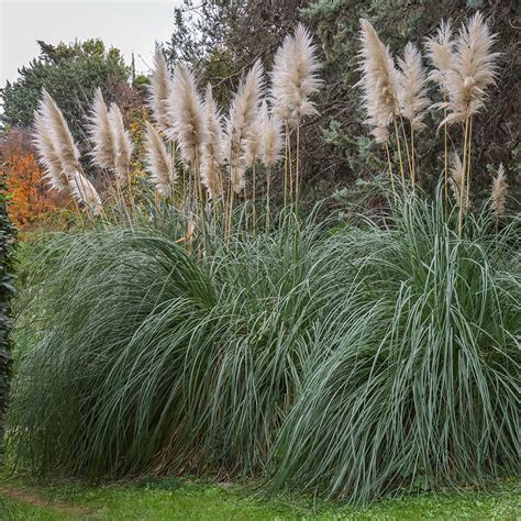 Cortaderia Selloana White