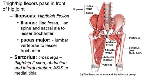 Chapter G Muscular System Movement Of Hip Youtube