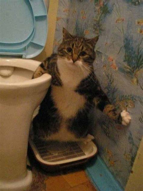 15 Hilariously Guilty Pets Caught In The Act