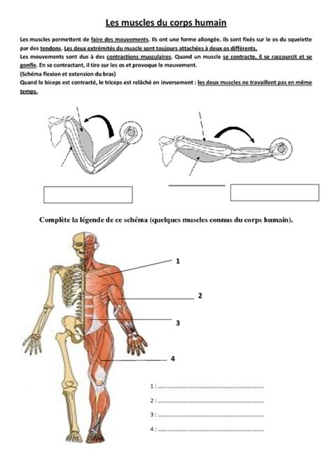 Muscles Du Corps Humain Exercices Ce2 Cm1 Sciences Cycle 3