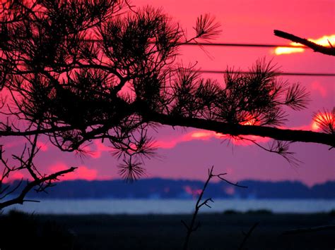 Pine Sunset 2 Photograph By Stephanie Kendall Fine Art America