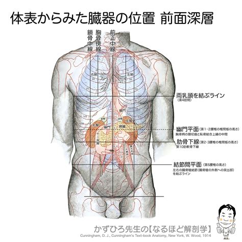 体表からみた臓器の位置 前面深層 体表解剖、大切だと思います。 とくにお腹に施術をするときには、中の構造がイメージできるかどうかで、触れ方の