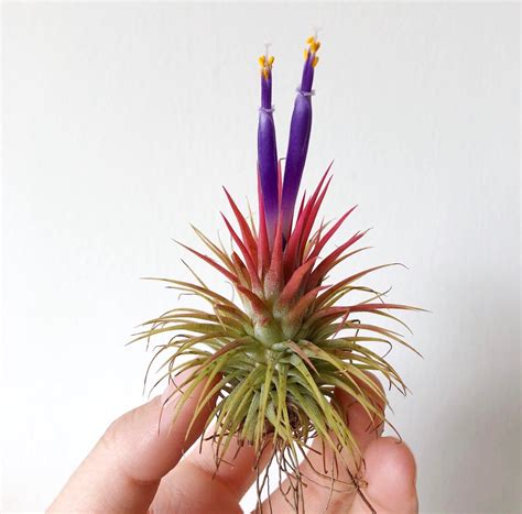 My First Air Plant Bloom 😍 Airplants