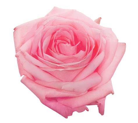 Beautiful Light Pink Rose Bloom Isolated On White Stock Photo Image
