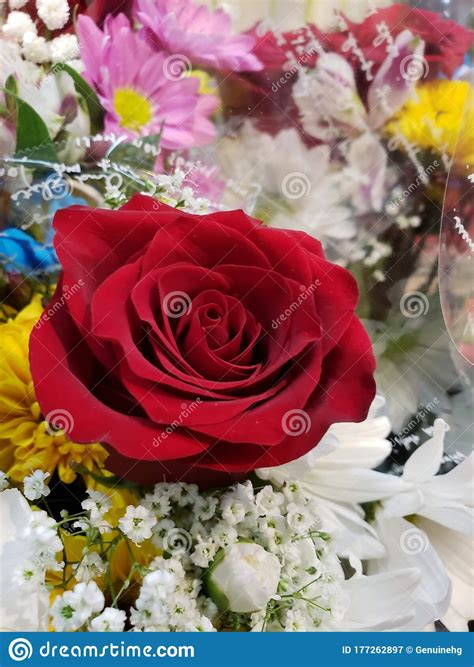 Red Rose Passion Stock Image Image Of Nature Flower 177262897