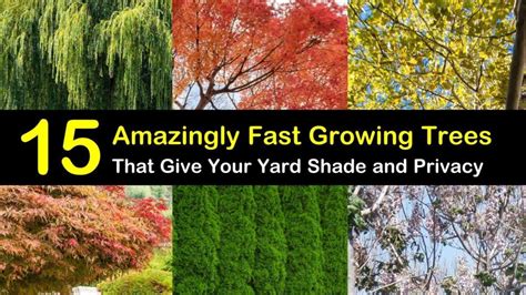 15 Amazingly Fast Growing Trees That Give Your Yard Shade And Privacy Fast Growing Trees Fast