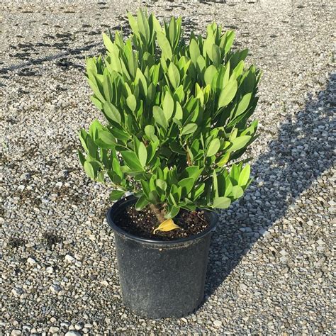 Dec 09, 2016 · product overview adorn your home or office space in classic mediterranean style with this traditional olive tree. Unbranded 2.4 Gal. Small Anise Tree Illicium Parviflorum ...