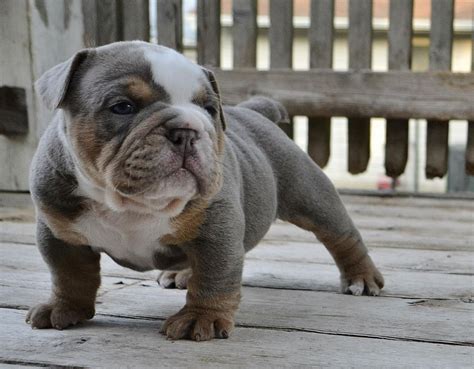 Blue Olde English Bulldog Puppies Picture Dog Breeders Guide