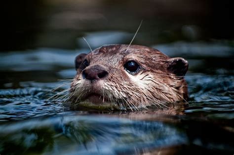 Otters Otters Otters Cute River Otter
