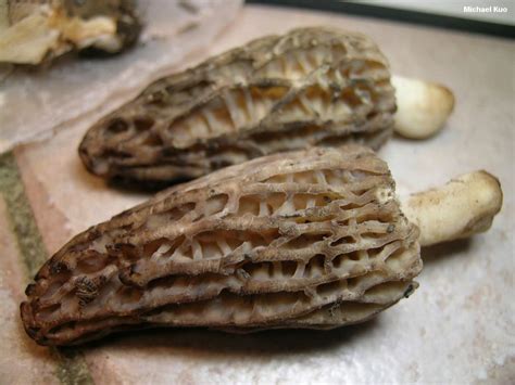 Morchella angusticeps (MushroomExpert.Com)