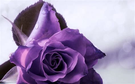 Purple Roses Wallpapers Wallpaper Cave