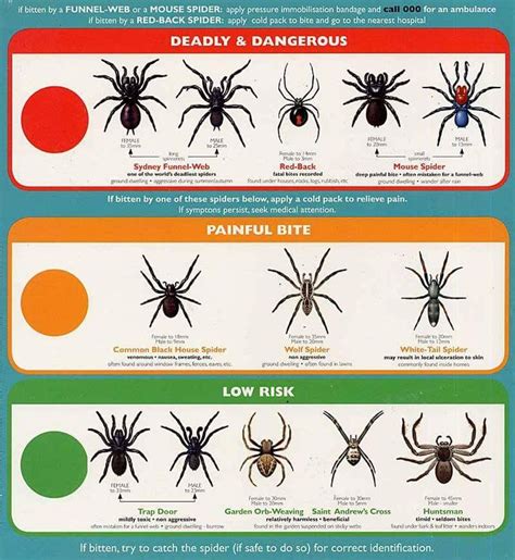Michigan Spiders Identification Chart