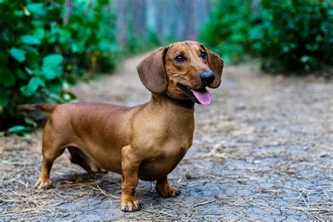 Popular Small Dog Breeds Top 10 List Pawzy