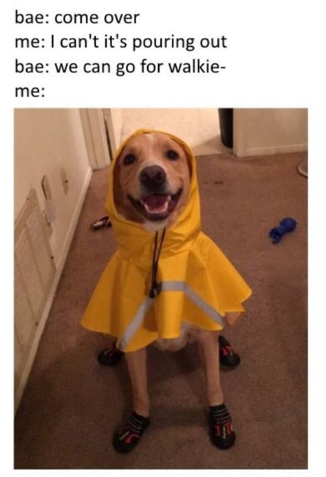 100 Dog Memes That Will Keep You Laughing For Hours