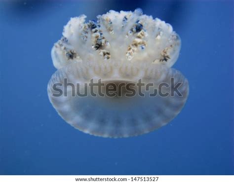 Beautiful Upsidedown Jellyfish Cassiopea Andromeda Swimming Stock Photo