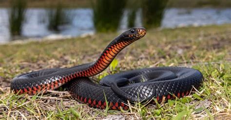 10 Poisonous Snakes In Australia 2023