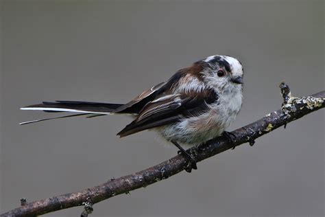 Long Tailed Tit By Peter Thomson Birdguides