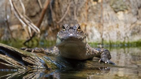 American Alligator · Tennessee Aquarium