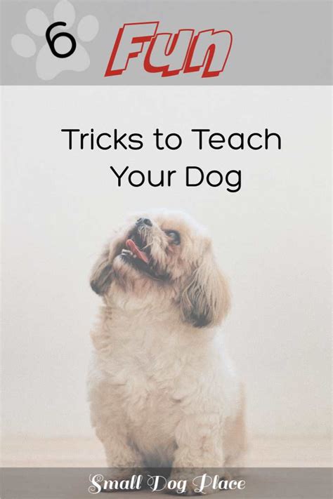 6 Fun Dog Tricks To Teach Your Puppy