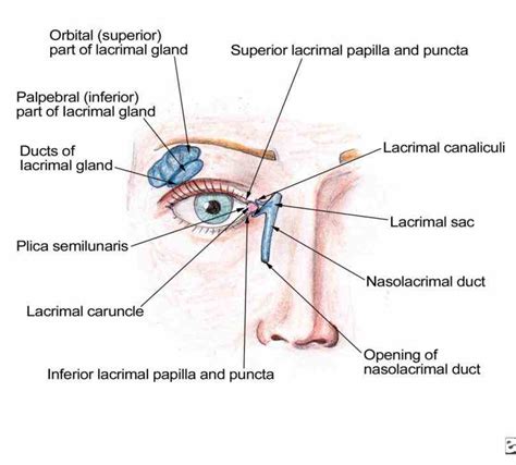 Anatomy Of Lacrimal Gland MedicineBTG Com