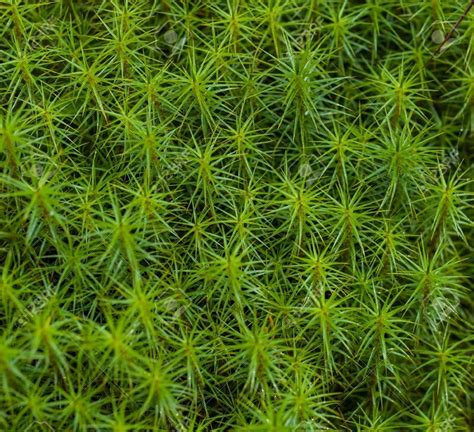 Cushion Moss For Sale Online Low Wholesale Prices Moss For Sale