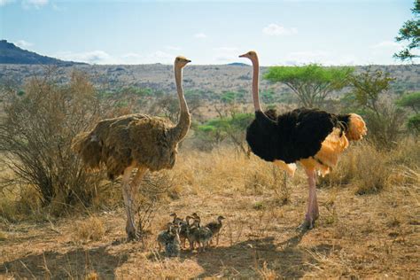 Ostrich Species For Farming South Africa