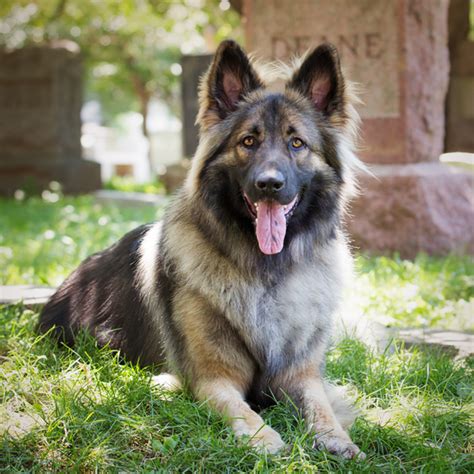 Shiloh Shepherd Dog Facts Wisdom Panel Dog Breeds