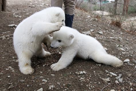 Adorable Polar Bear Cubs Play At S Russia Zoo Cgtn