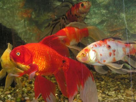 The water in your pond is murky and it looks like someone spilled dish soap into your pond water. Robyn's Koi Care Page One