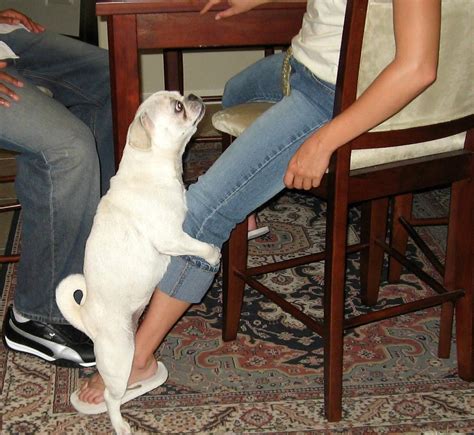 Собака делает садку Как воспринимать подобное поведение МанкиБлог Дзен