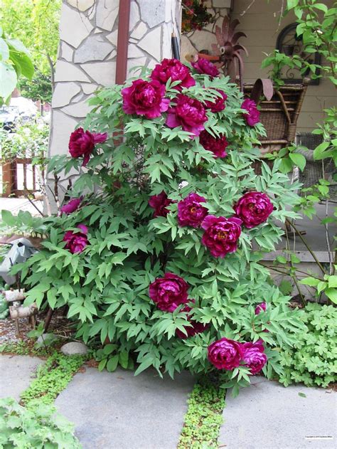 Peonies Plant Care And Collection Of Varieties