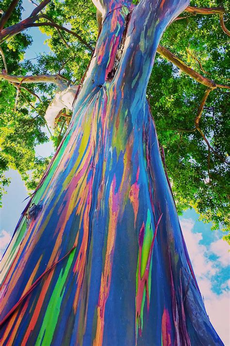 11 Bizarrely Beautiful Trees Around The World To Bring You A Moment Of
