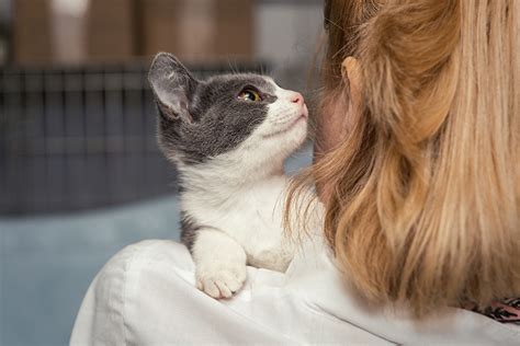 New Kitten Wellness Exam Important Figo Pet Insurance