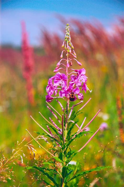 Pink Flowers Of Chamerion Angustifolium Stock Image Image Of Meadow