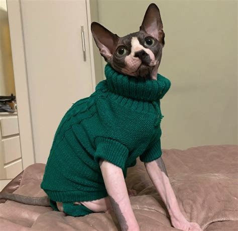 Angelic Sphynx Cat Winter Sweater In Different Colors